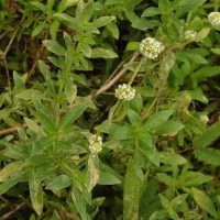 Spermacoce verticillata L.